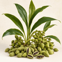 Cardamom