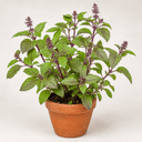Tulsi (Holy Basil)