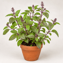 Tulsi (Holy Basil)